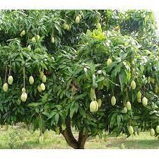 Dasheri Mango Fruit Plant Manufacturer & Supplier in India